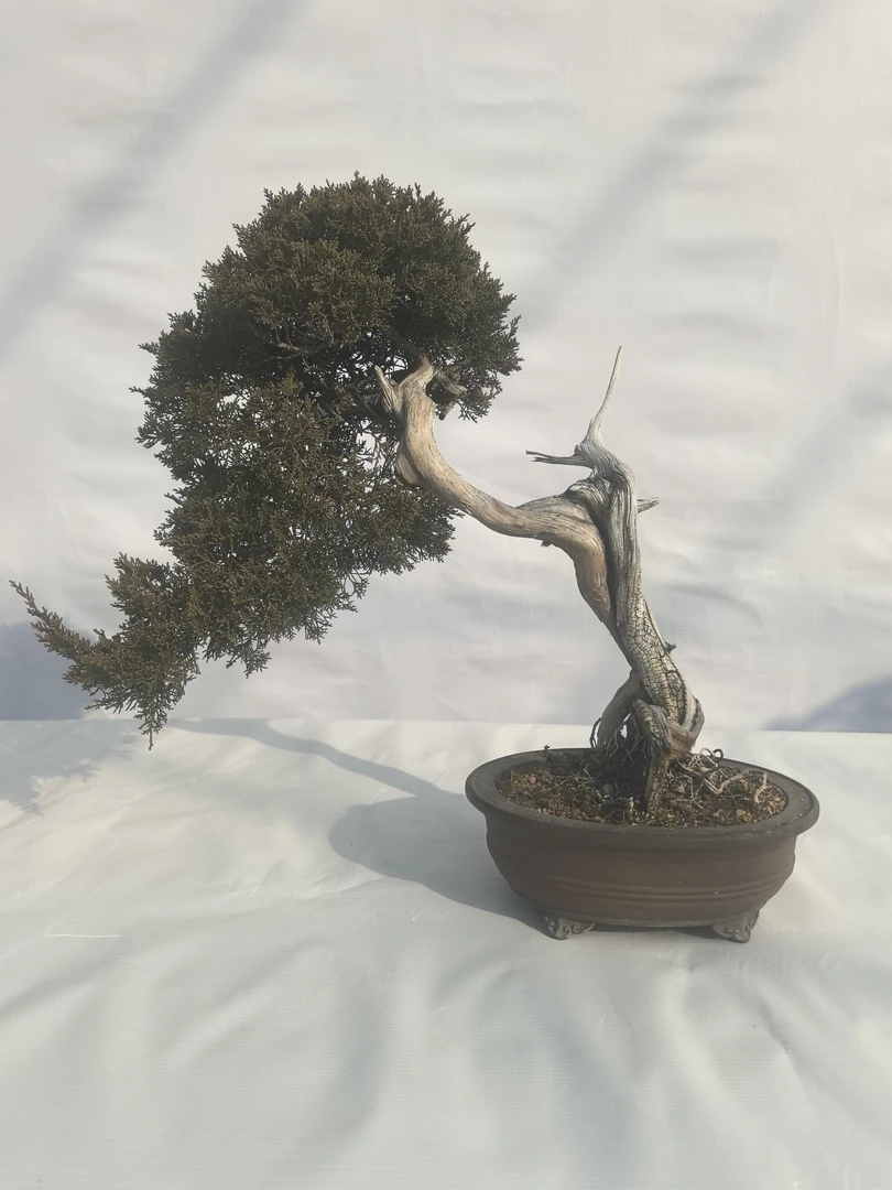 黑松盆景。一物一拍，直播专用。