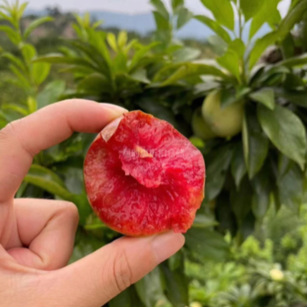 嵊州 桃形李1盒（约2斤）