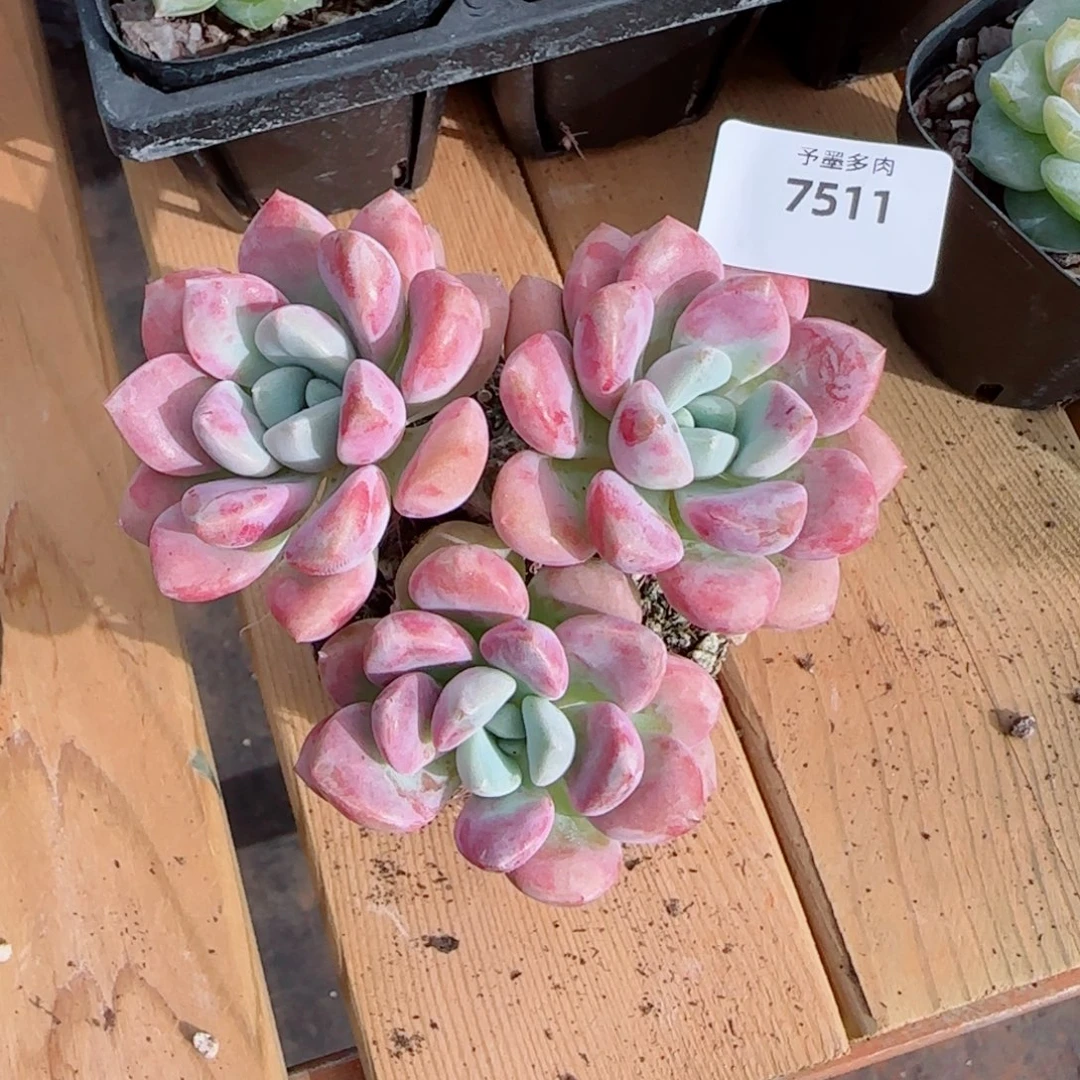 花瓣鹿，7511多肉植物