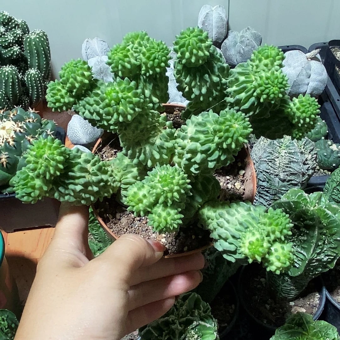 花花草草花花草草