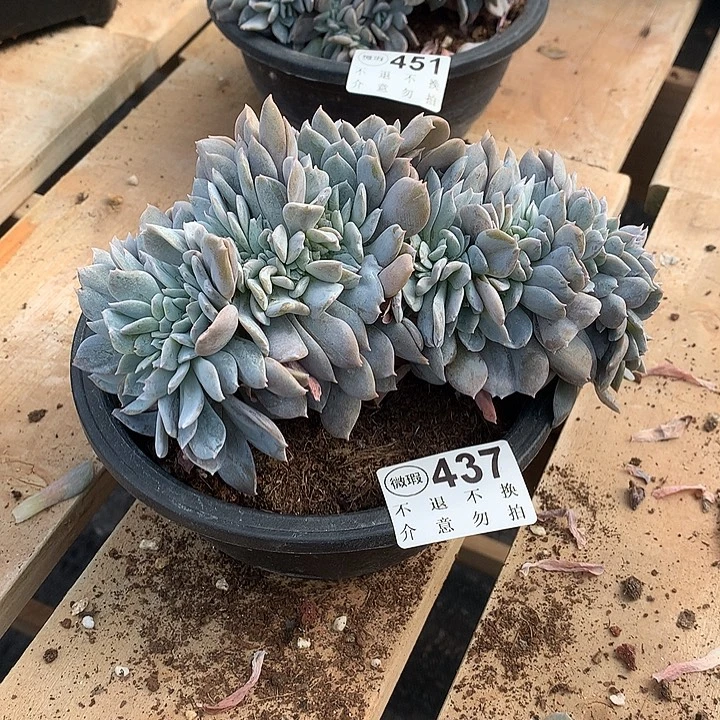 白茶缀化 默认瑕疵