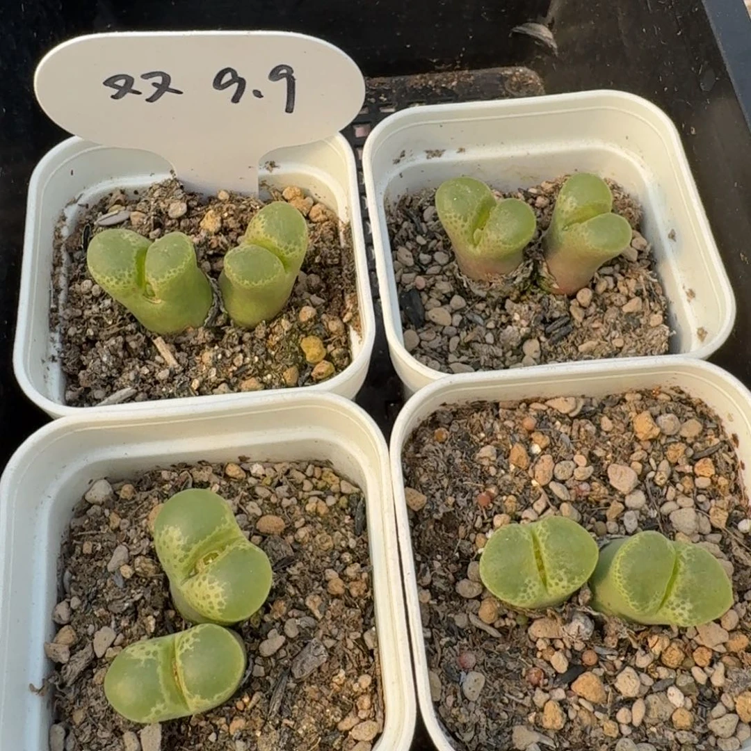 1453.9-樱花风铃双头福利一颗