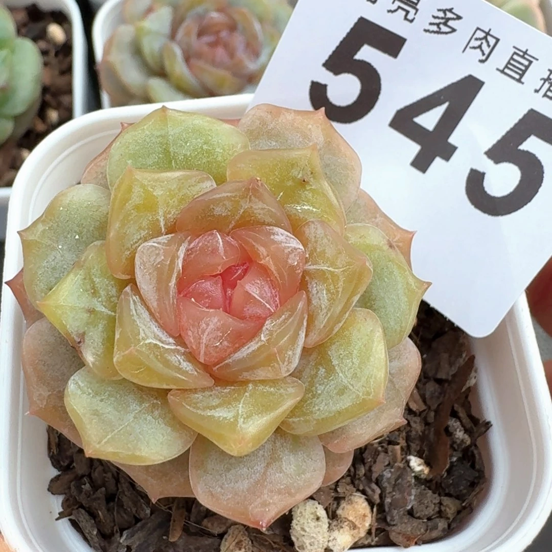 彩色恋人          开播福利拍够包邮发货