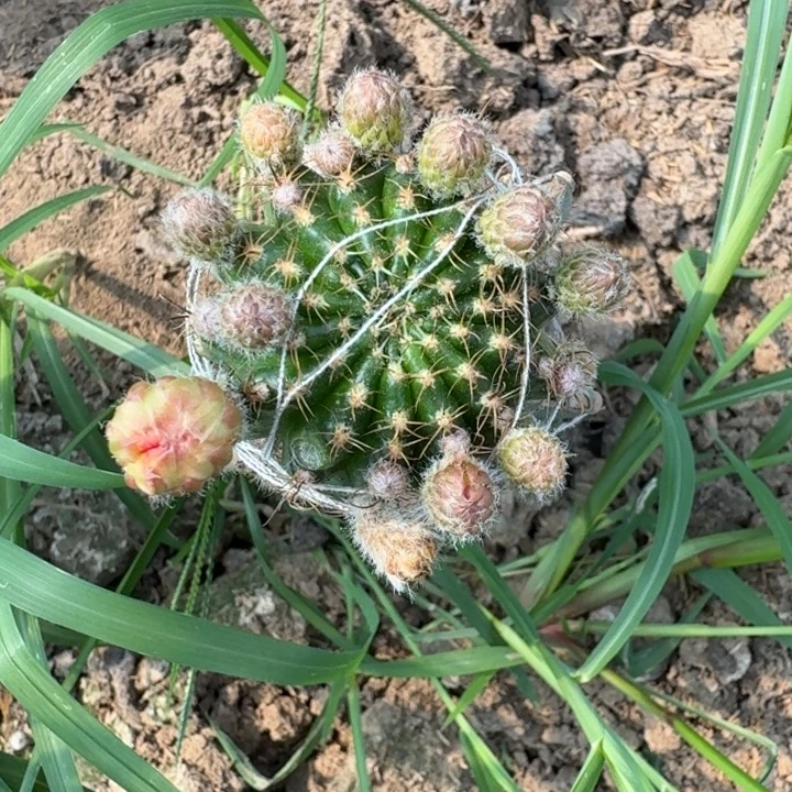 224量天尺嫁接美花3掰花脱土发货斑