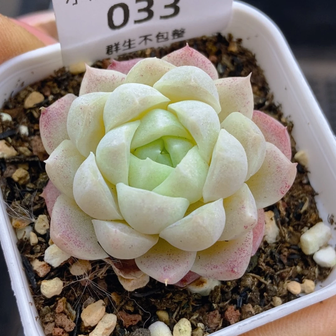 一物一拍9.9包邮033白桃汽水