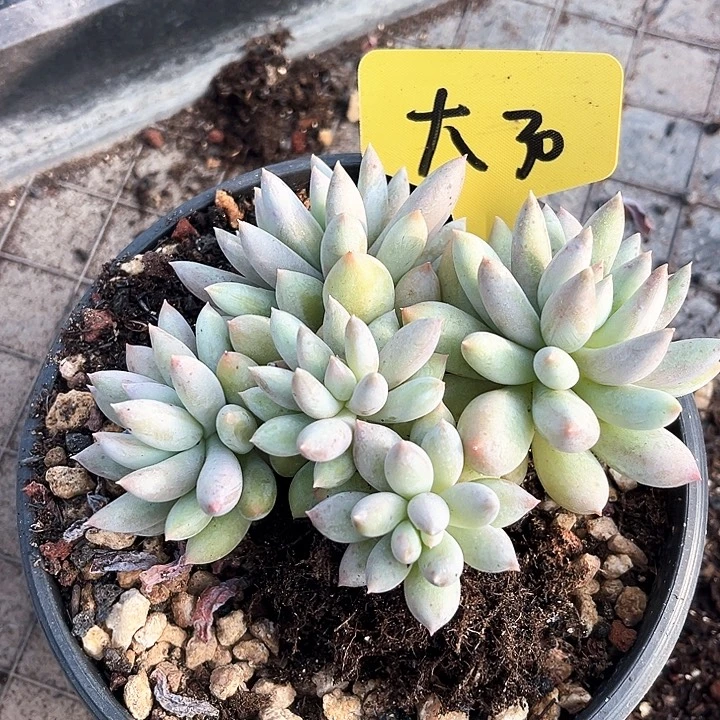 所罗门30号码牌子的话题