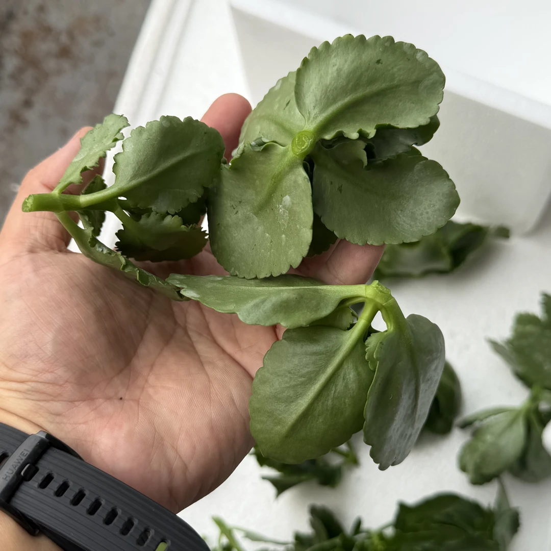 长寿花无根顶芽 20个品种