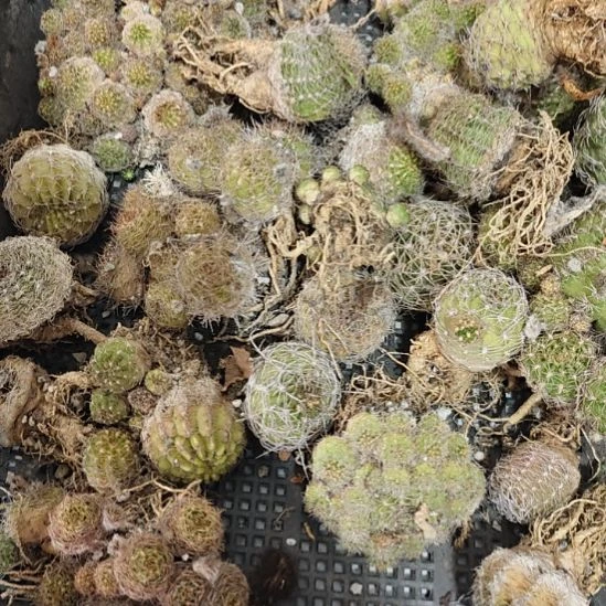丽花属仙人球实生播种带大