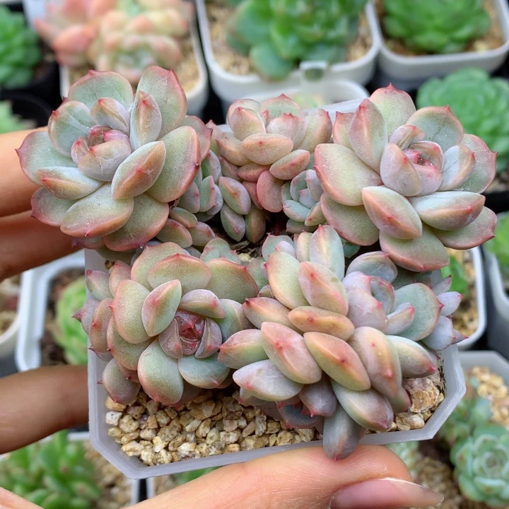 58包邮  群生不包整17