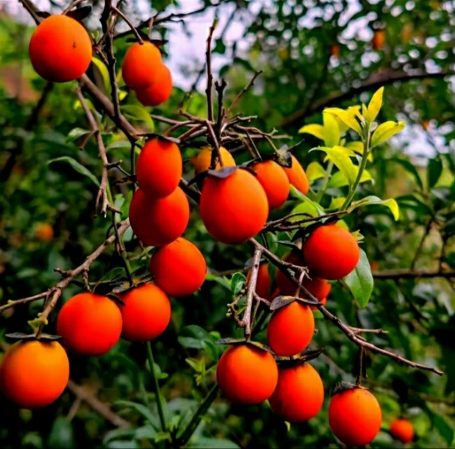 直播拍品链接正宗金弹子庭院阳台种植盆栽地栽南北方均可