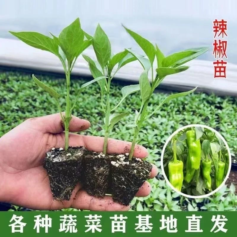 一元10颗辣椒苗批发