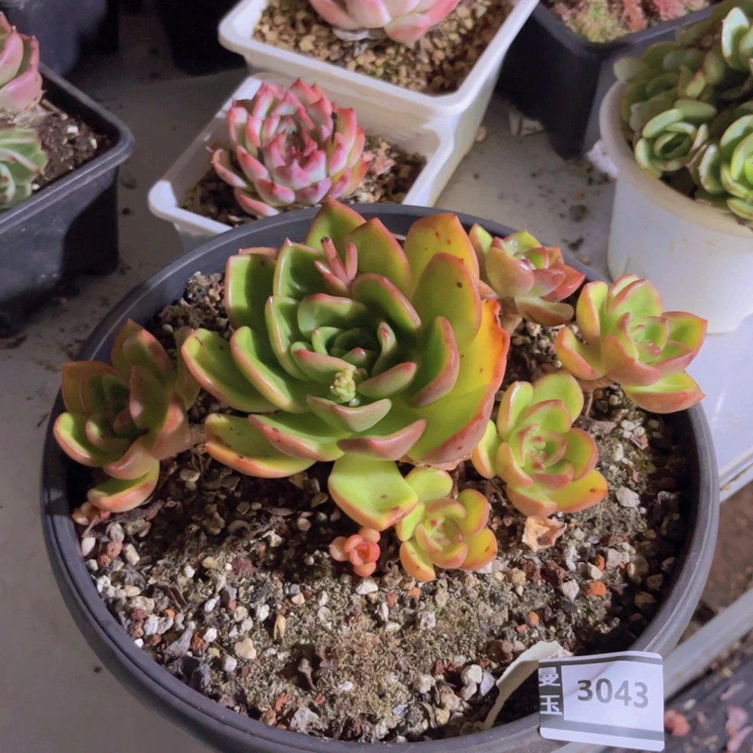 霓虹多肉植物3043