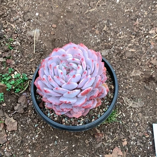 会*姐美肉特价活动开始啦