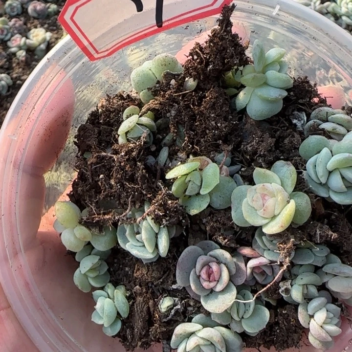 34绝绝子多肉一盆