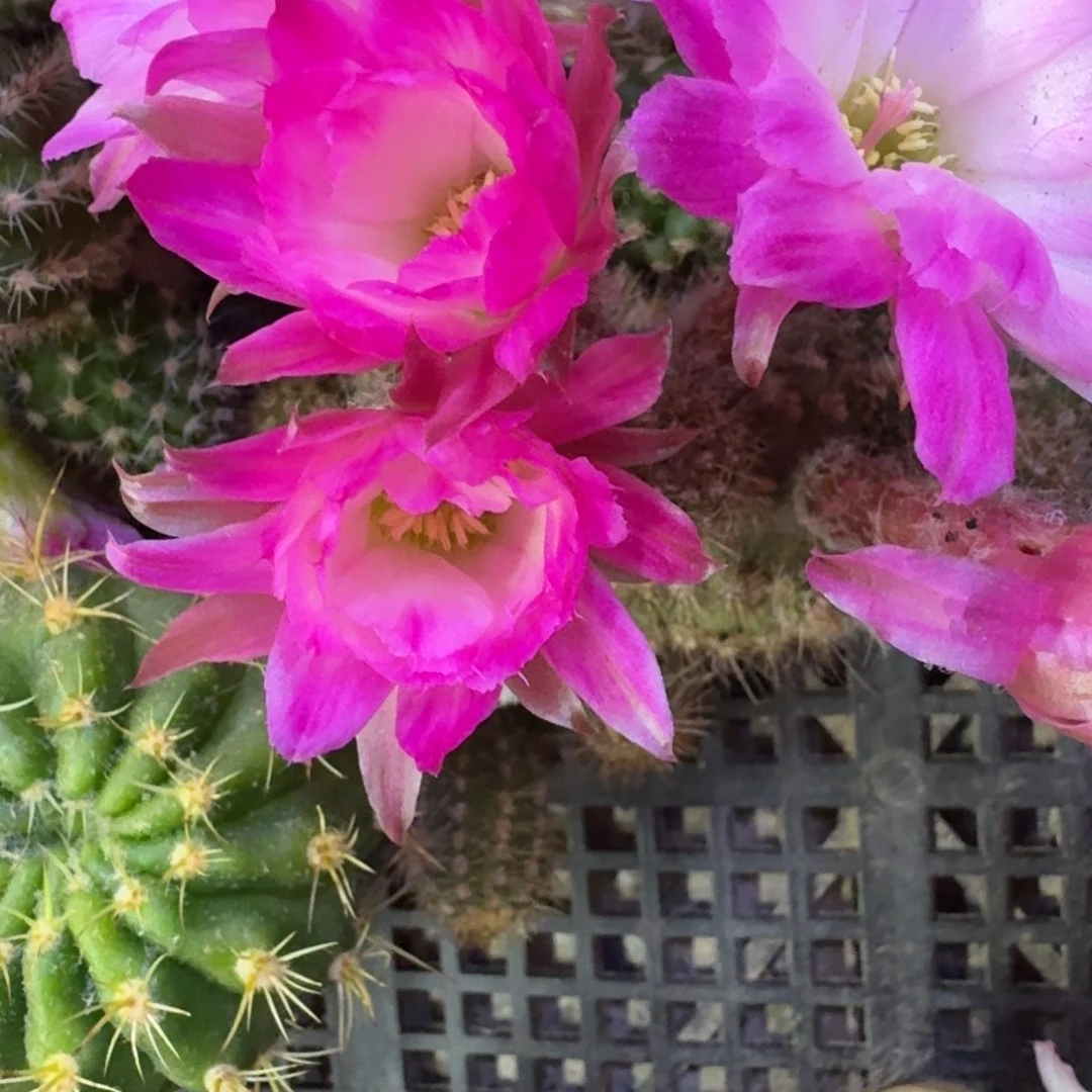 11白檀特鲁迪歪3个无根侧牙小，20包邮