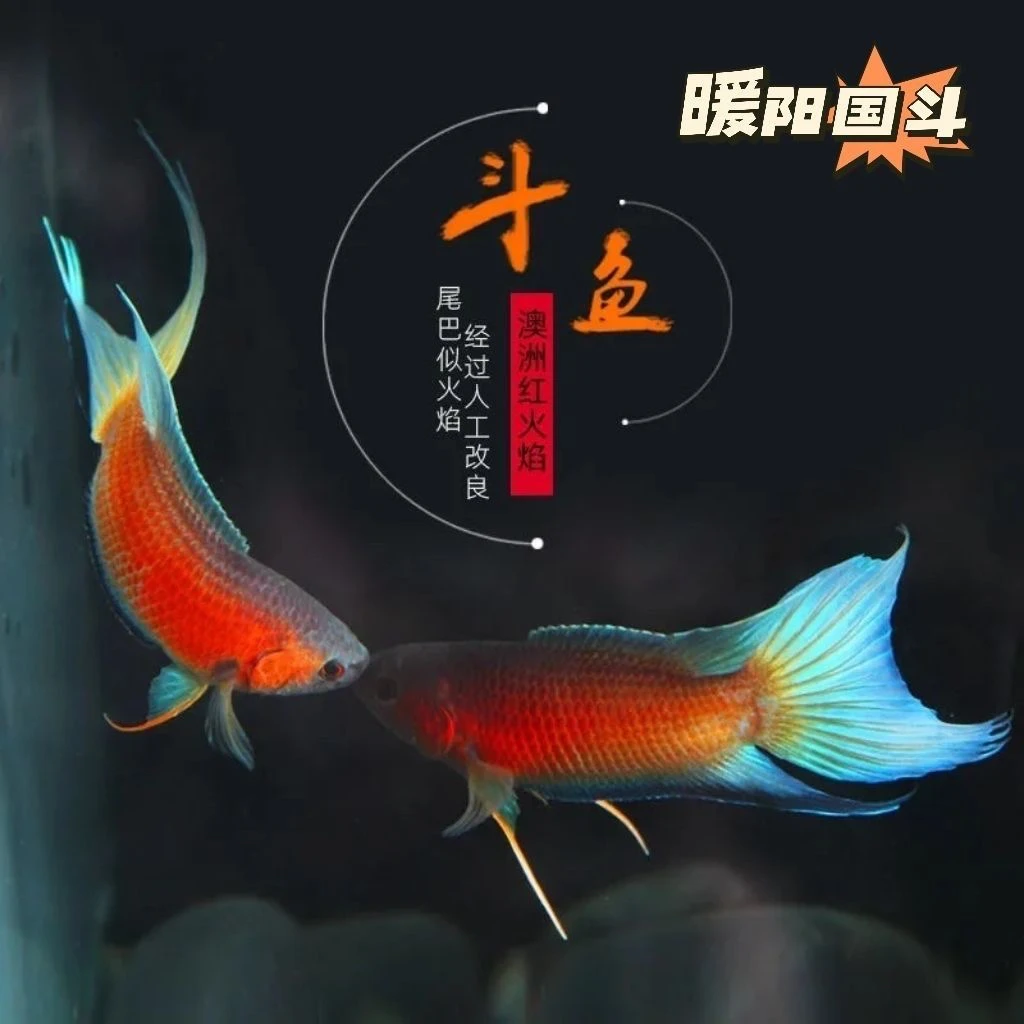 直播澳火斗鱼不用打氧