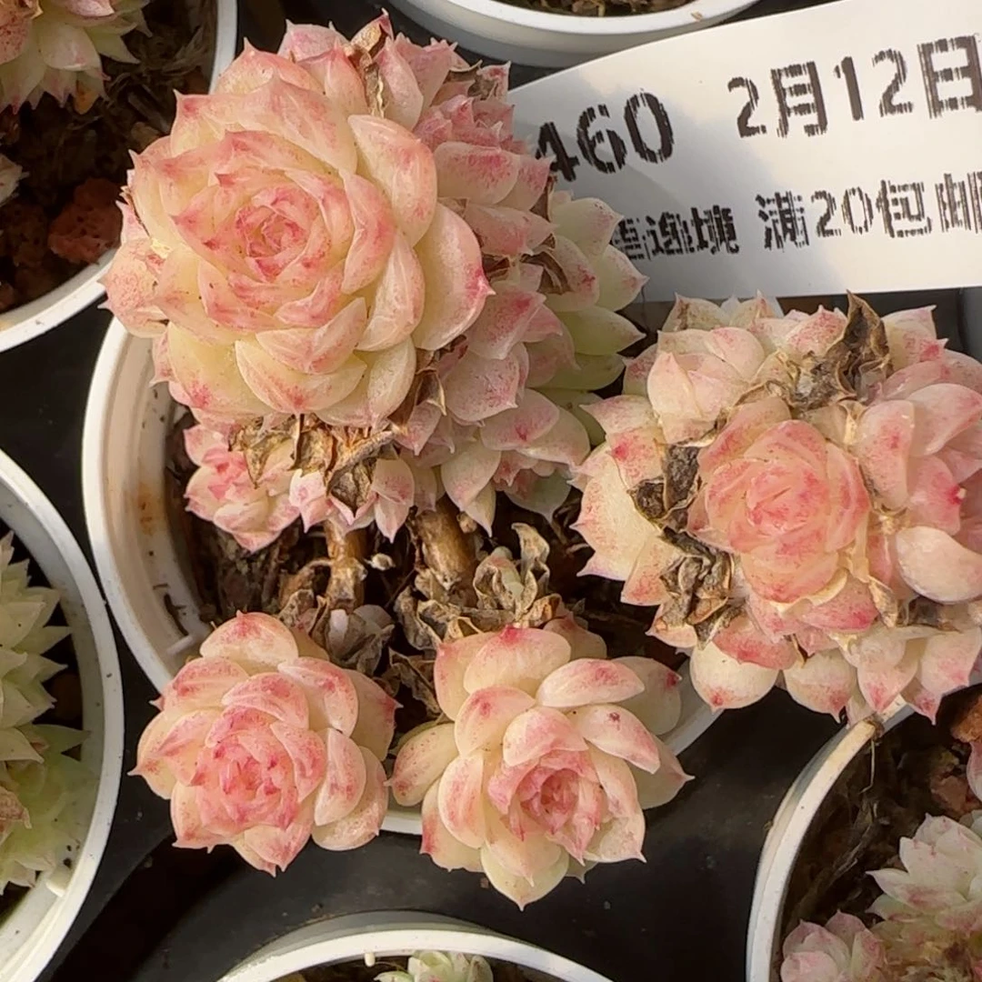 花语逸境0212-460