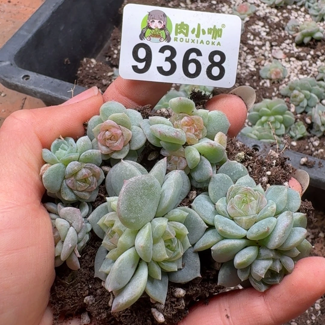 多肉植物多肉植物