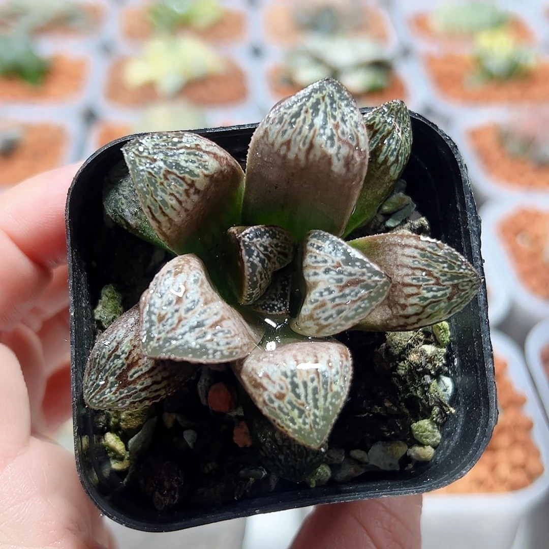 十二卷多肉印加玫瑰