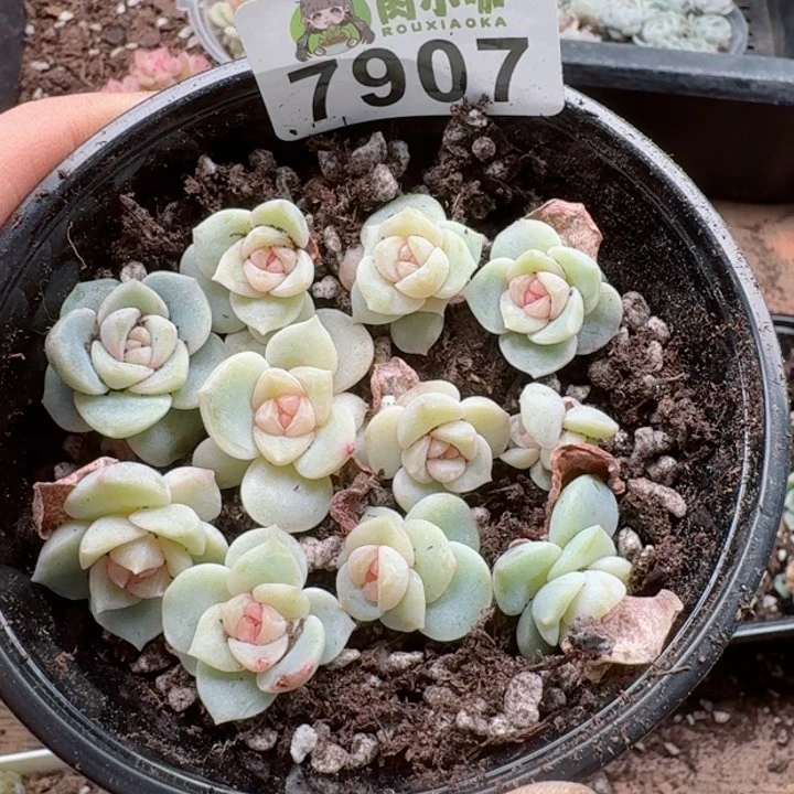 多肉植物多肉植物