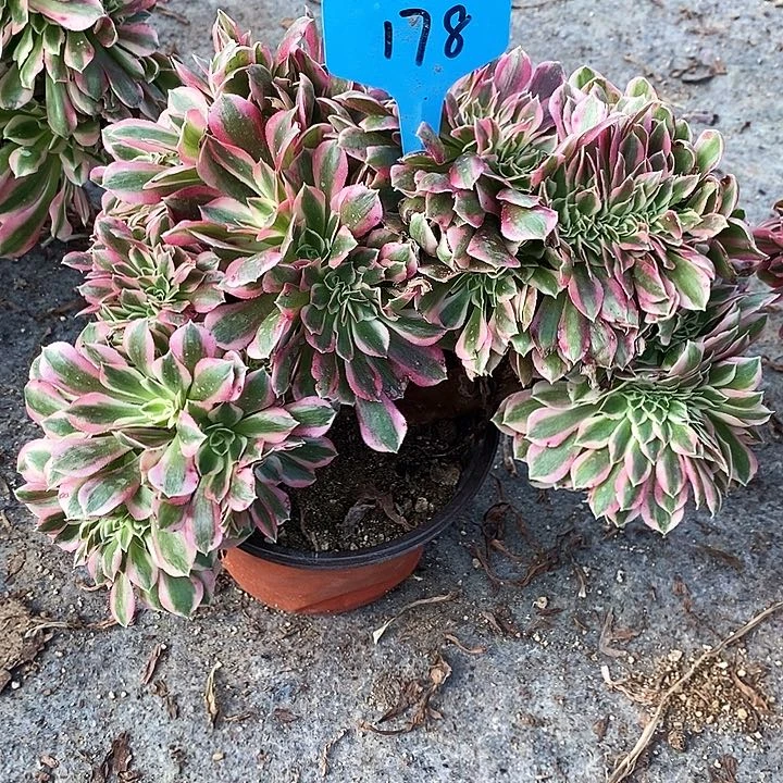 178 一颗粉女巫zhuihua
