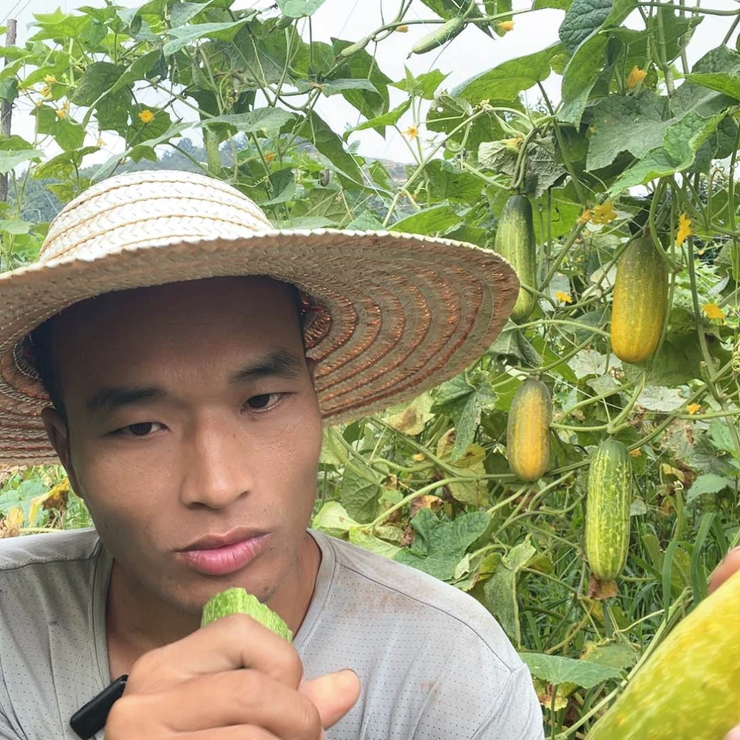 黄瓜中国大陆新鲜黄瓜好吃的水果