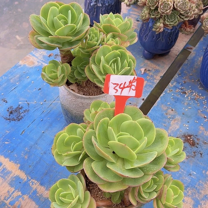 34碧桃带盆一个多肉