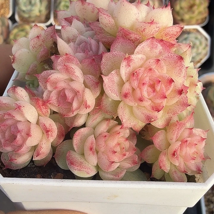 定向优选朵朵麦秆0117-02