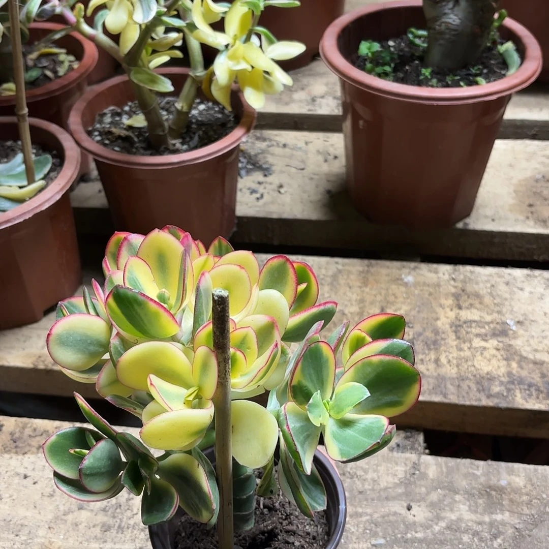 生***己9032落日带盆带土发货