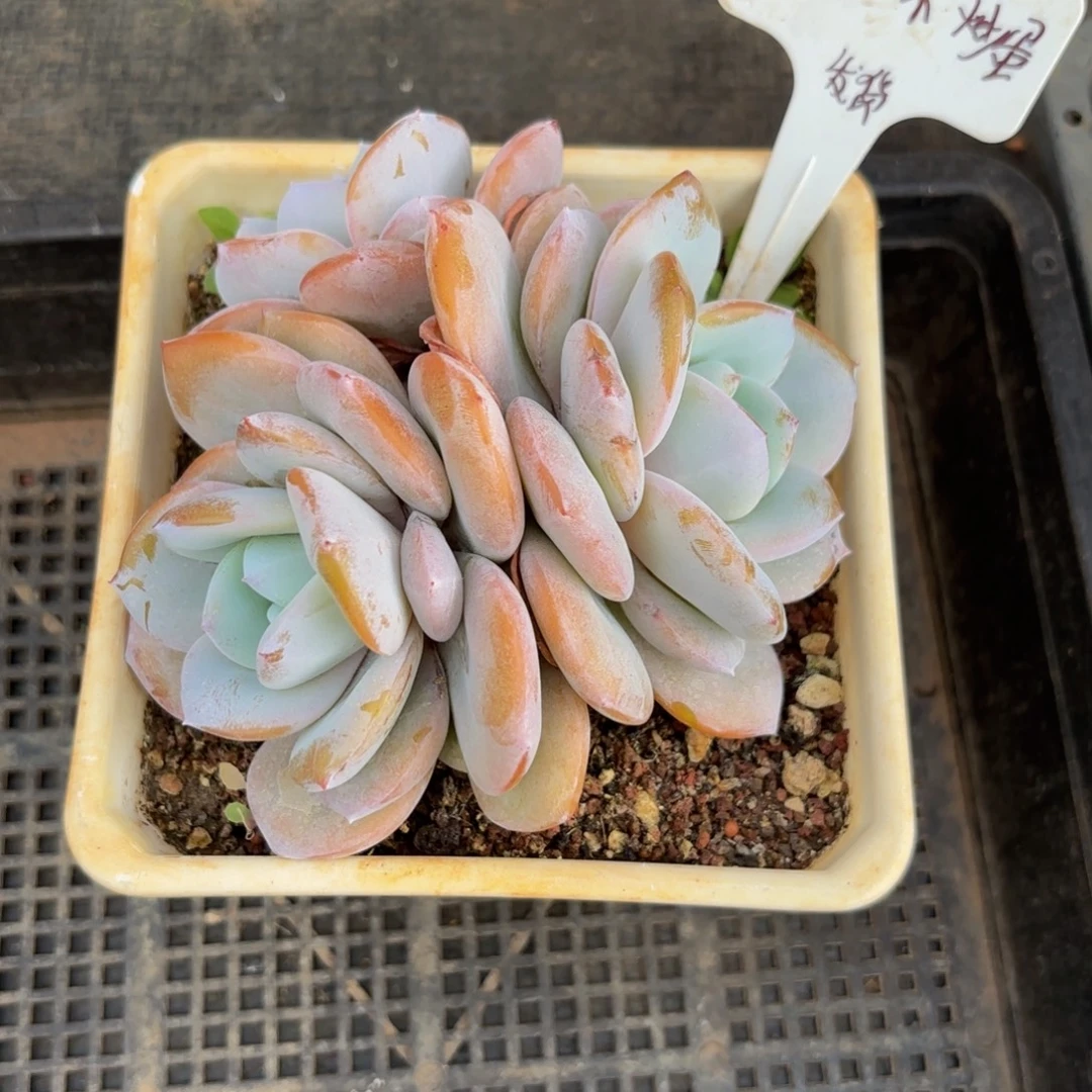 番***蛋哈哈哈哈哈哈哈哈哈哈哈哈好家伙哈哈