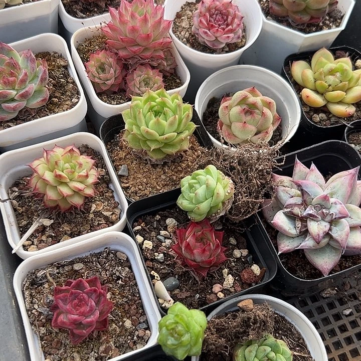 无花朵拐*牛20颗精品一筐专拍。