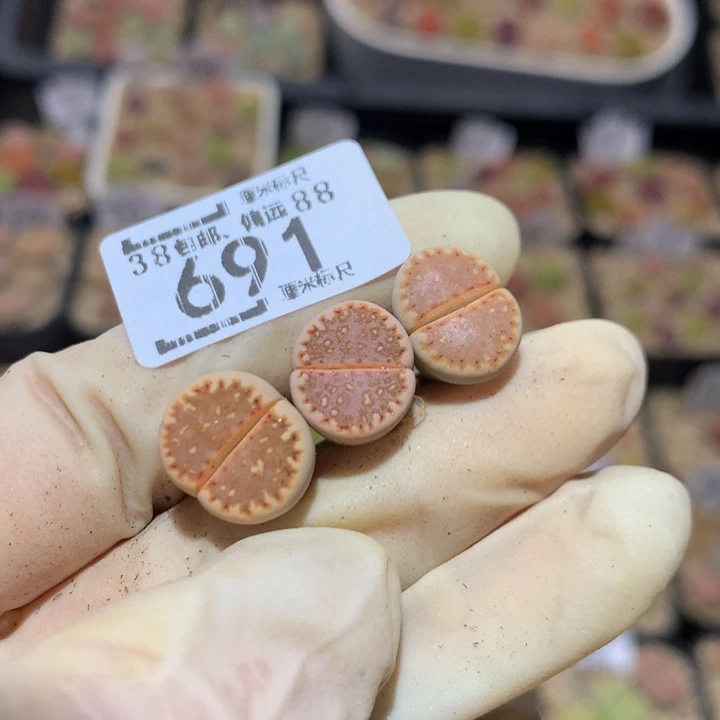 ?**丶Ssss美美哒多肉691