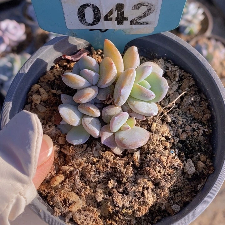 蛋**ღ042号多肉植物11111