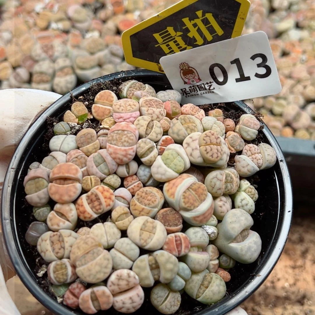 多肉植物多肉植物