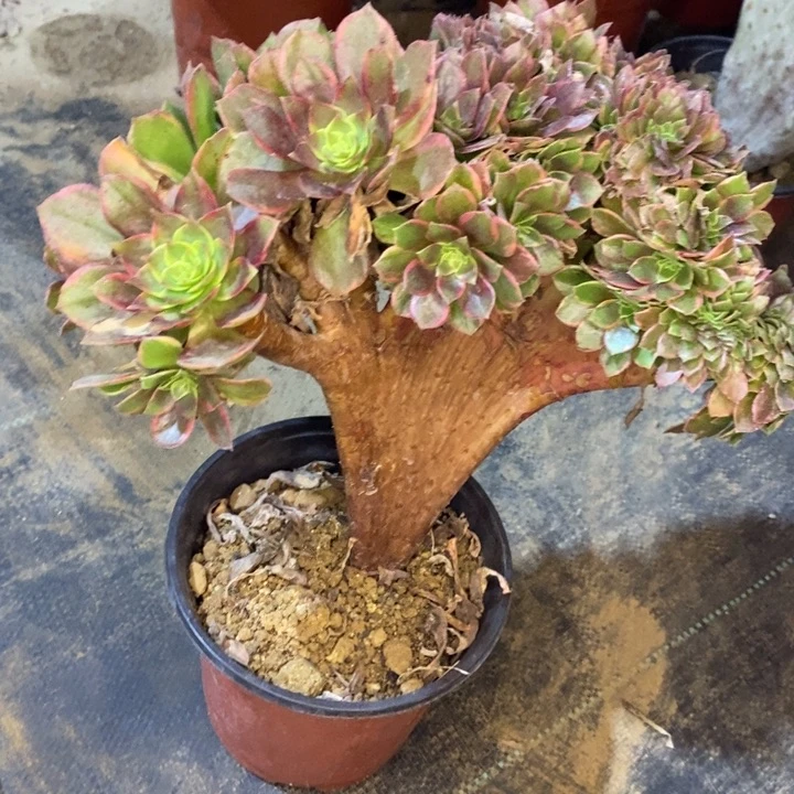 万黄缀25多肉植物法师法师