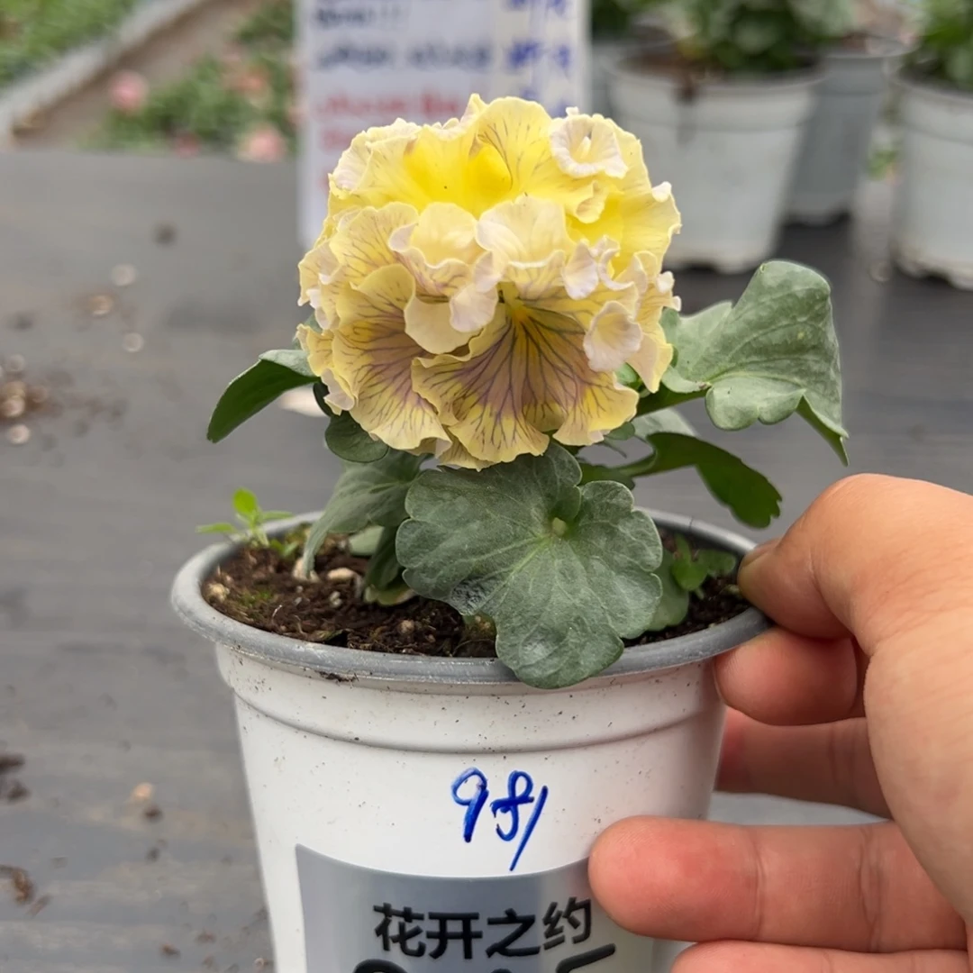 少量花朵（建议范围：2朵-5朵 或40%以下）045号981