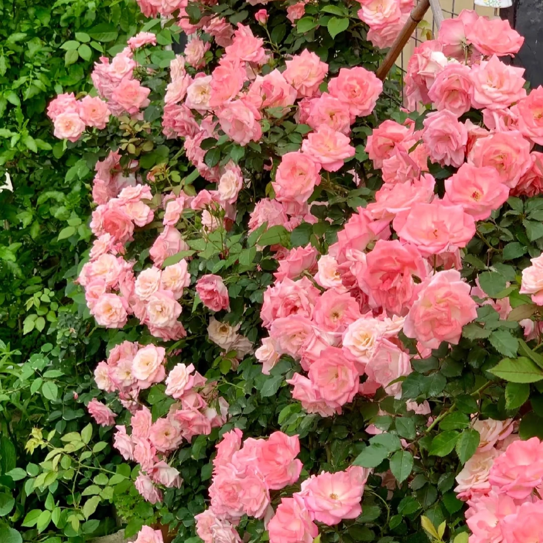 扦插中苗土球发【樱霞】懒人开花机器月季