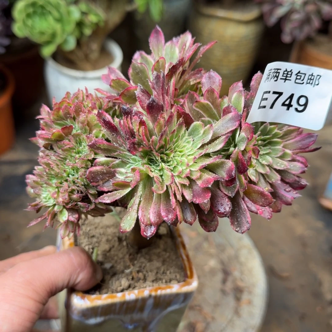 管***F749号水墨画法师缀化