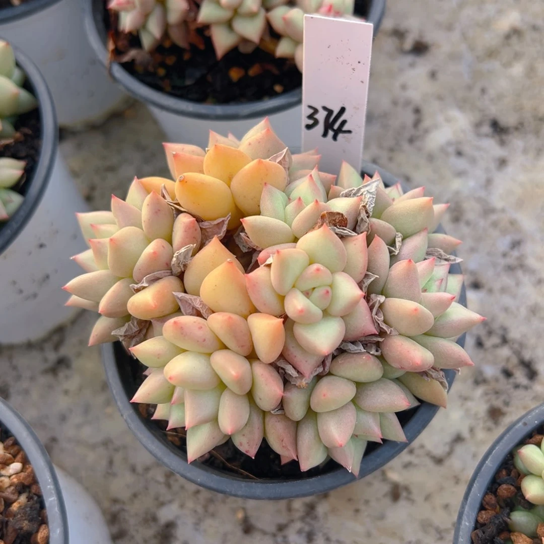 香玉的故事是一个人