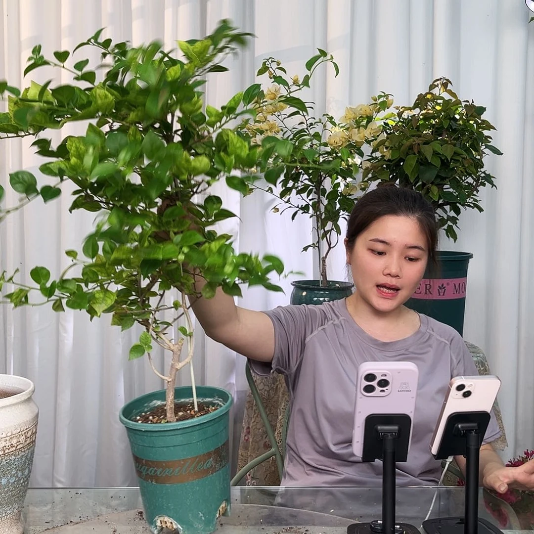 当前无花栽培后可以开花米罗带竹一颗