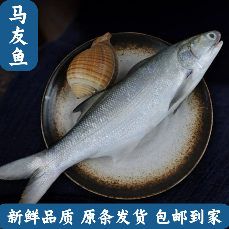 马友鱼午笋鱼海产捕捞午鱼渔船捕捞海鲜500g~750g/条炸鱼