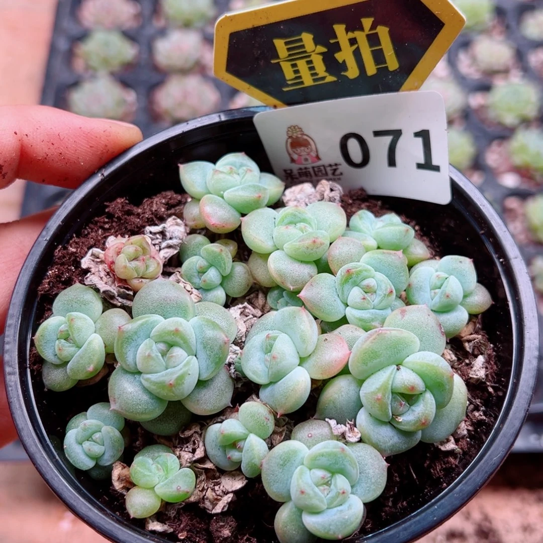 多肉植物多肉植物