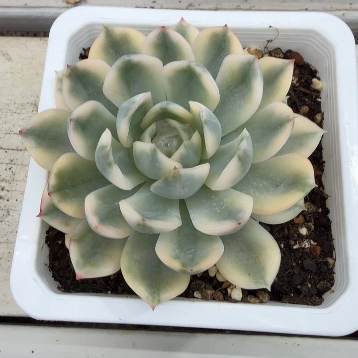 月亮仙子锦38包邮