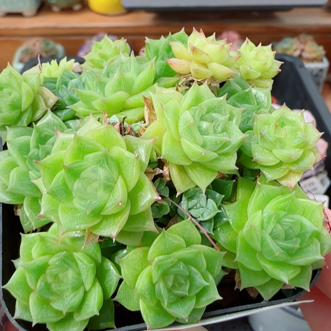 花语逸镜0917-75散