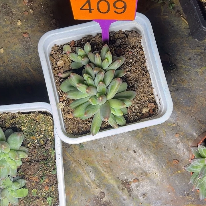 呆***椒多肉植物卡布奇诺409