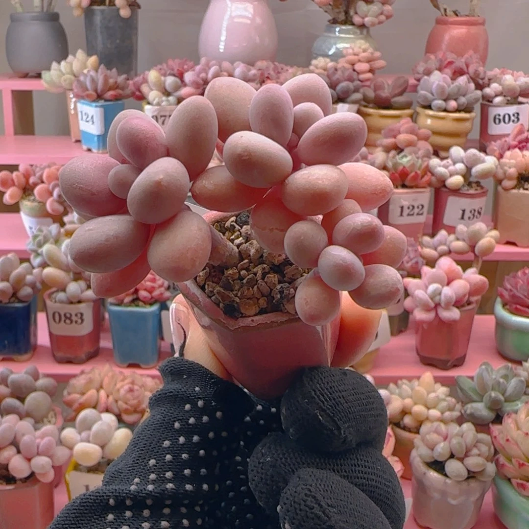 桃蛋623 ，带盆土发货，满38包邮非偏远。