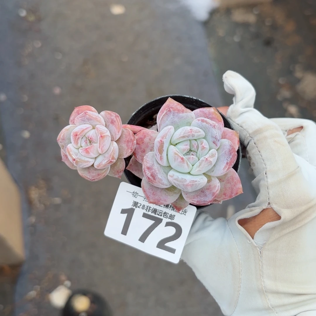 石榴籽多肉多肉多肉