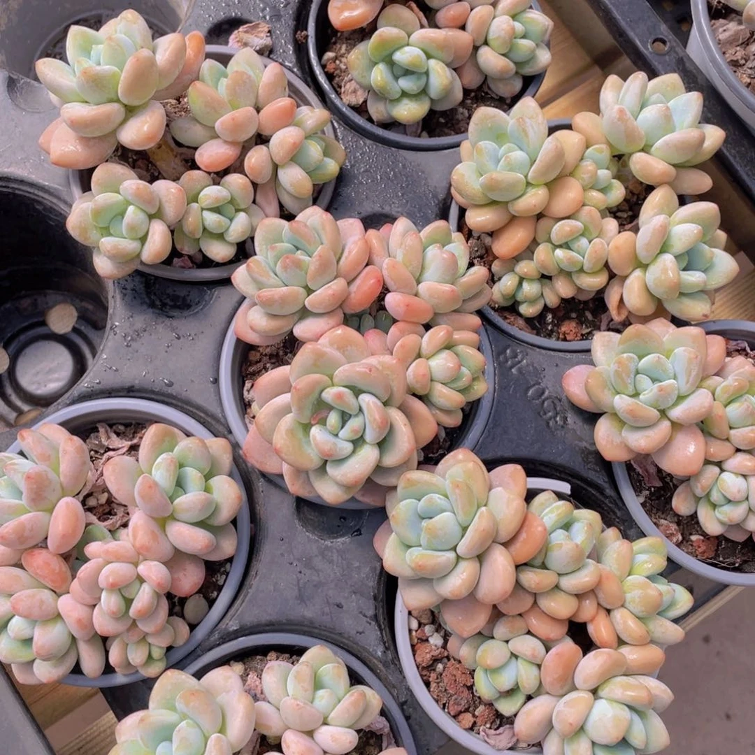 699号 优选红洛神大群生四头起一个