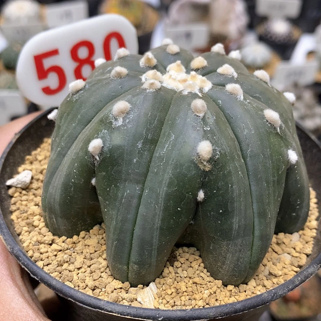 大琉璃海星在哪里呀大