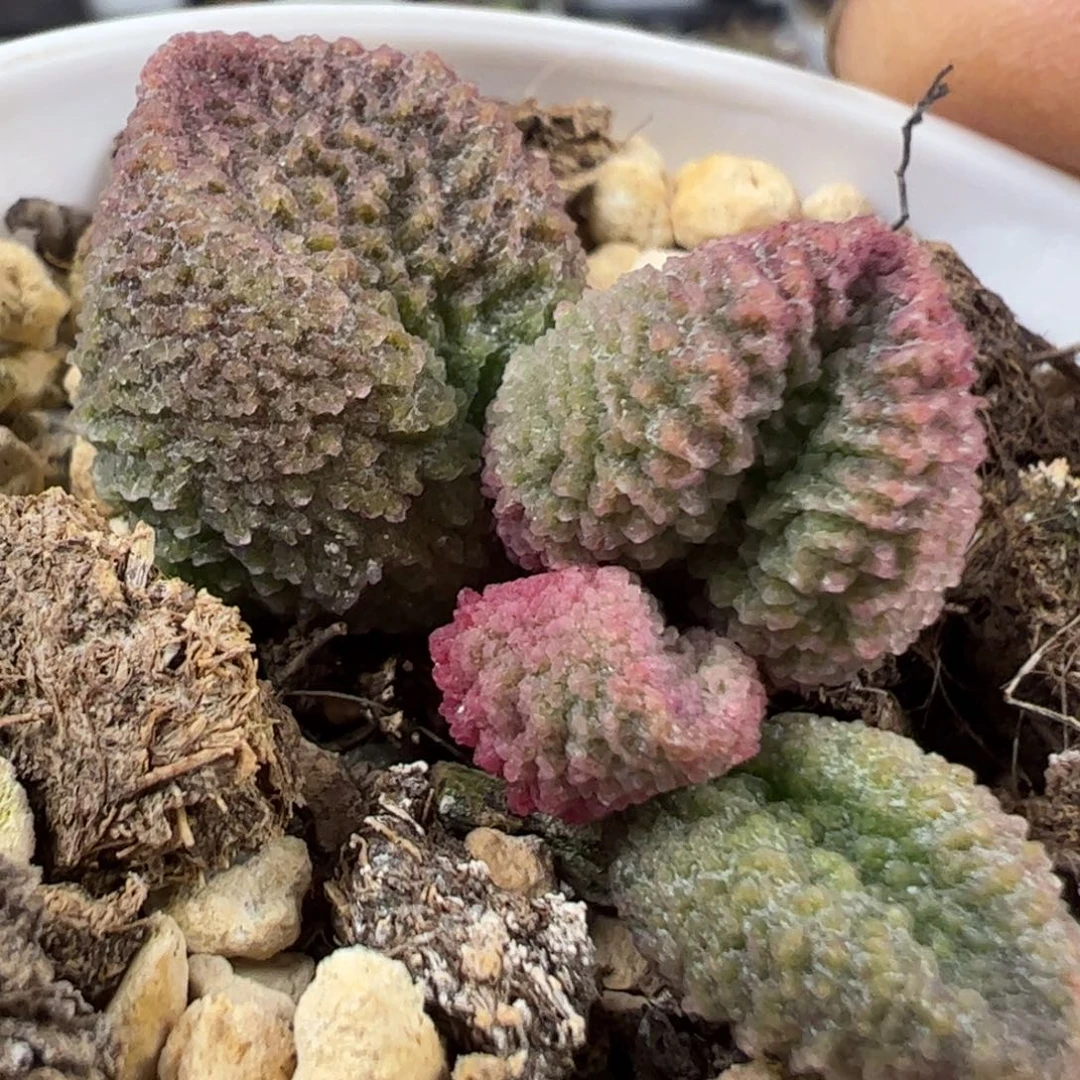 实生新品多肉植物水泡716号